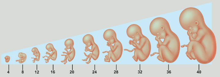 evolução do feto em semanas